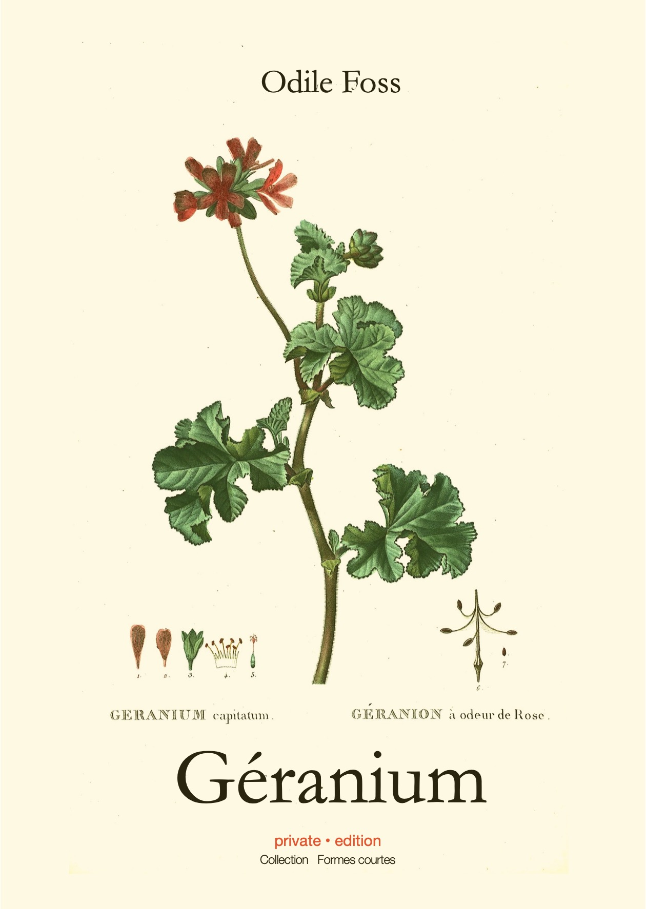 Géranium