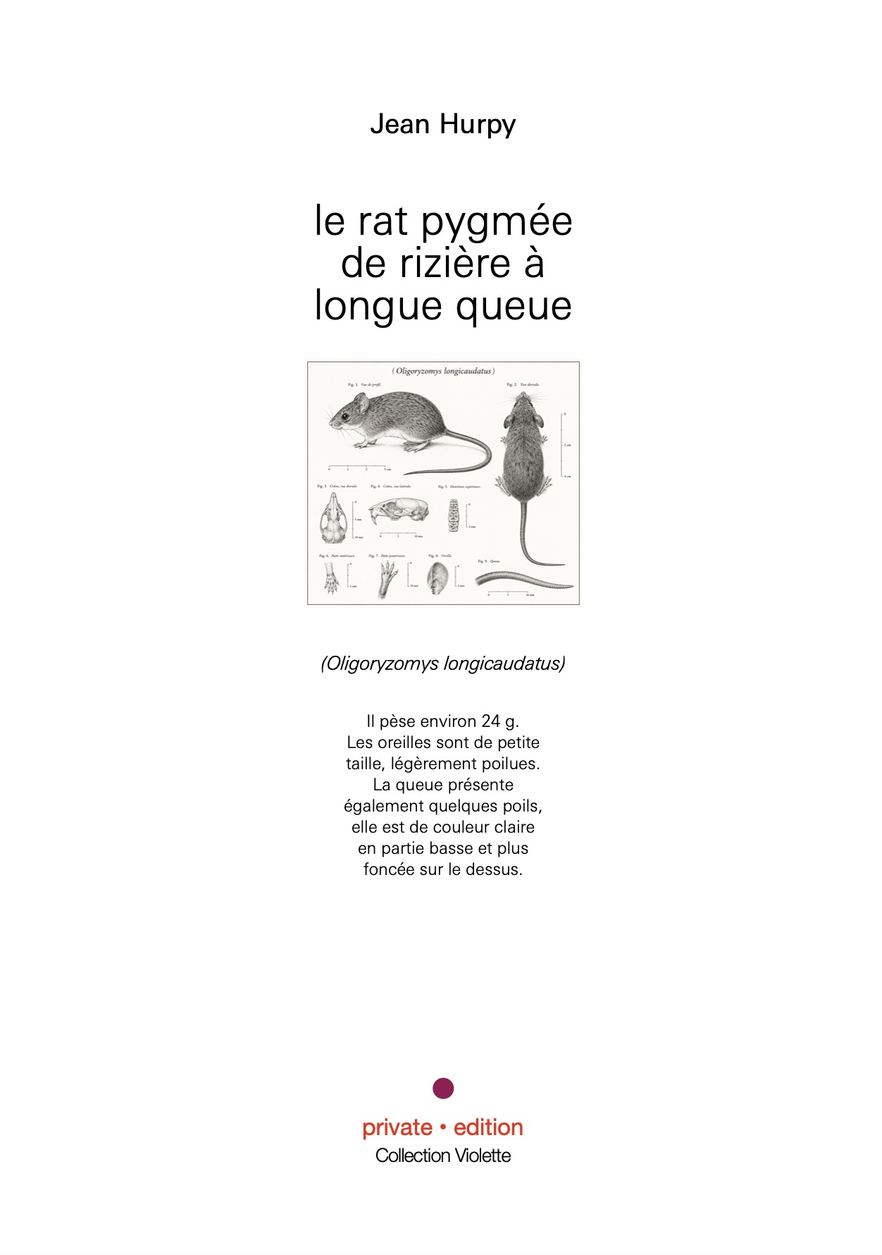 le rat pygmée de rizière à longue queue